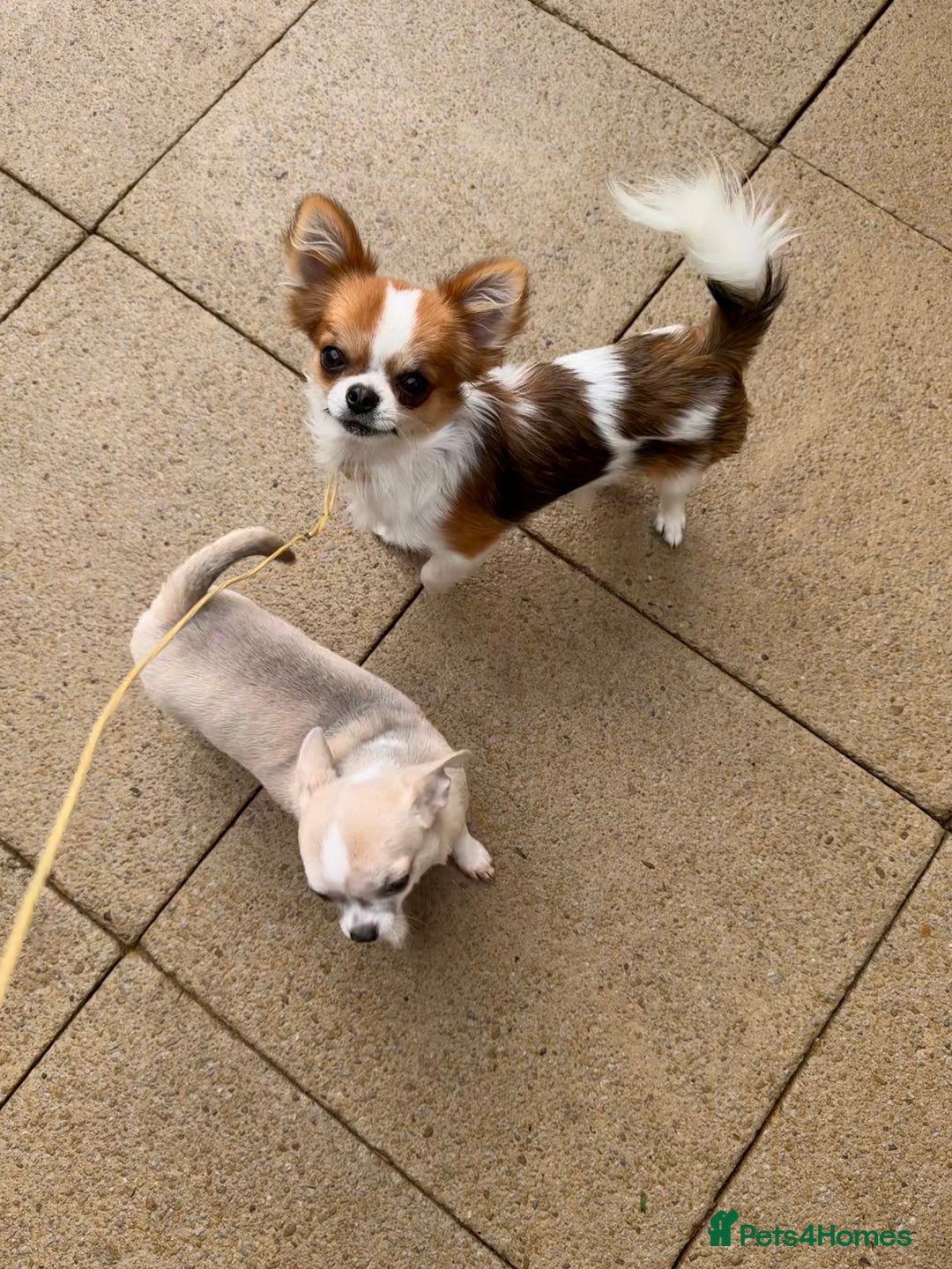 Chihuahua dogs for sale: Stunning 6 month old female  - Image 3