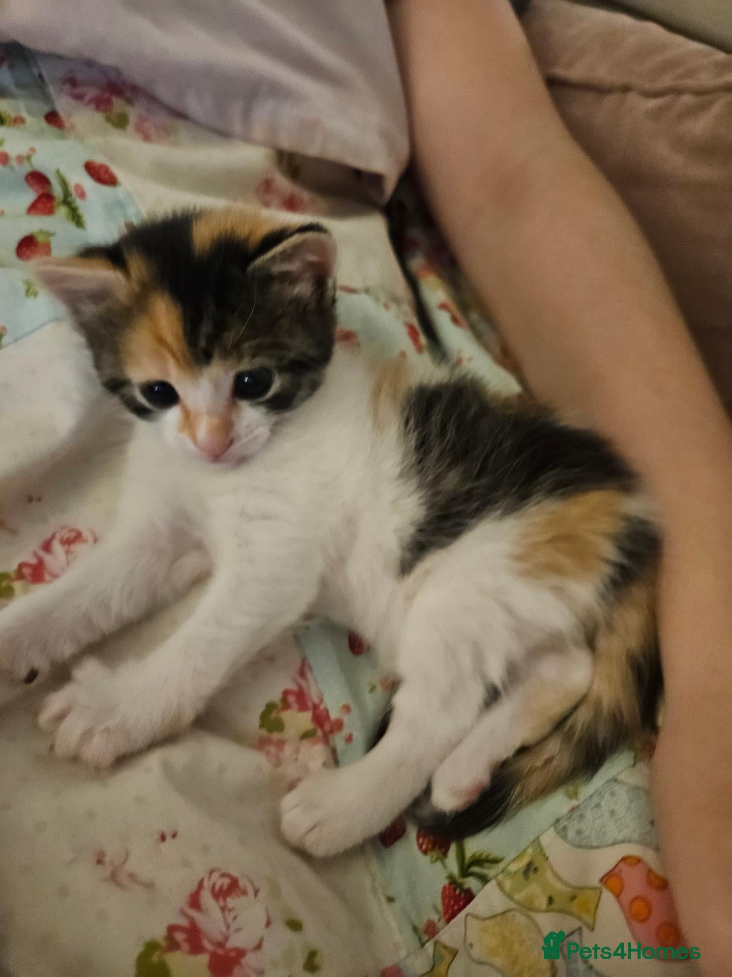 Mixed Breed cats Stunning, Friendly Ragdoll Cross Kittens - Advert 2