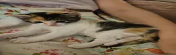 Mixed Breed cats for sale: Stunning, Friendly Ragdoll Cross Kittens - Advert 2
