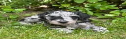 Bordoodle dogs for sale: Miniature Bordoodle Puppies - Advert 12
