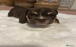 English Bulldog dogs for sale: 💖 5 Adorable English bulldog puppies 💖 - Image 24