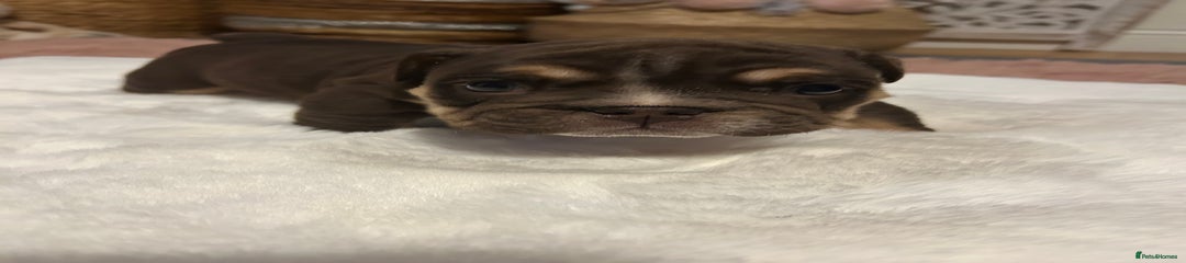 English Bulldog Puppy 4