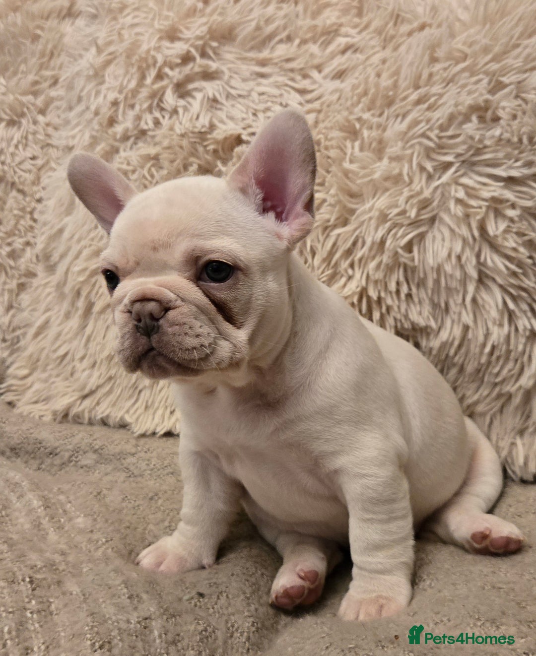 French Bulldog dogs for sale: Beautiful French Bulldog Puppies for sale - Advert 9