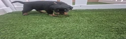 Rottweiler dogs for sale: Adorable, Confident, Chunky KC Rottie Pups  - Advert 17