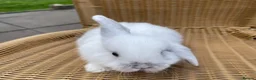 Mini Lop rabbits for sale: Gorgeous baby mini lops  - Advert 13
