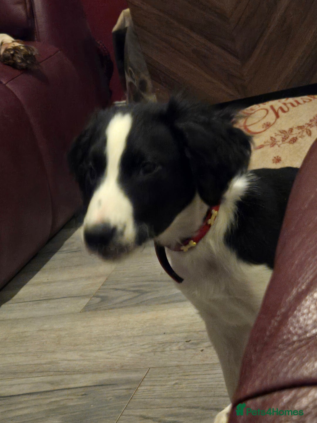 Sprollie dogs for sale: black and white collie cross springer spaniel  - Advert 2