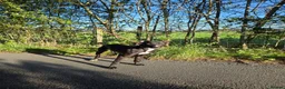 Lurcher dogs for sale: Kit - looking for loving home - Advert 18