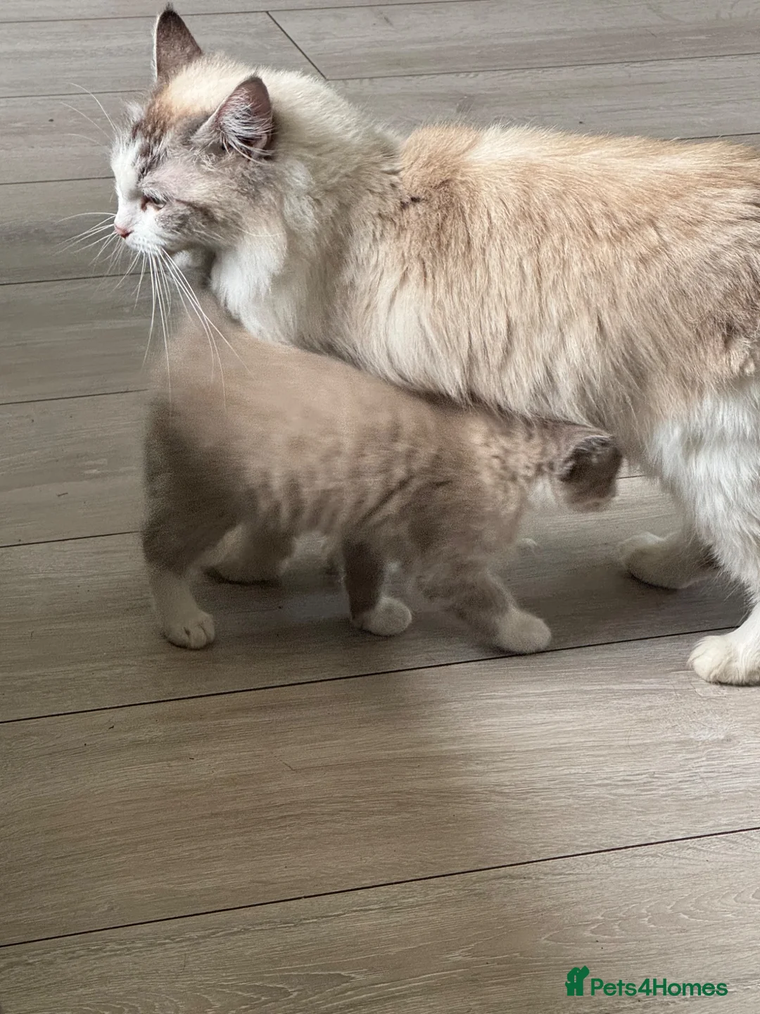 Ragdoll cats for sale: 3 x Bi colour Ragdolls. Ready now - Advert 2