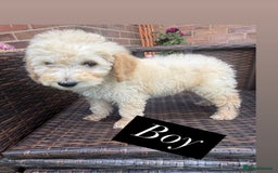 Goldendoodle dogs for sale: F1B GOLDENDOODLE PUPPIES 2 BOYS AVAILABLE  in Farnham - Image 25