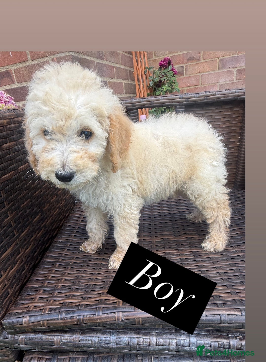 Goldendoodle dogs for sale: F1B GOLDENDOODLE PUPPIES 2 BOYS AVAILABLE  in Farnham - Image 25