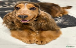 Cocker Spaniel dogs for sale: Stop scrolling - these pups are worth it - Image 8