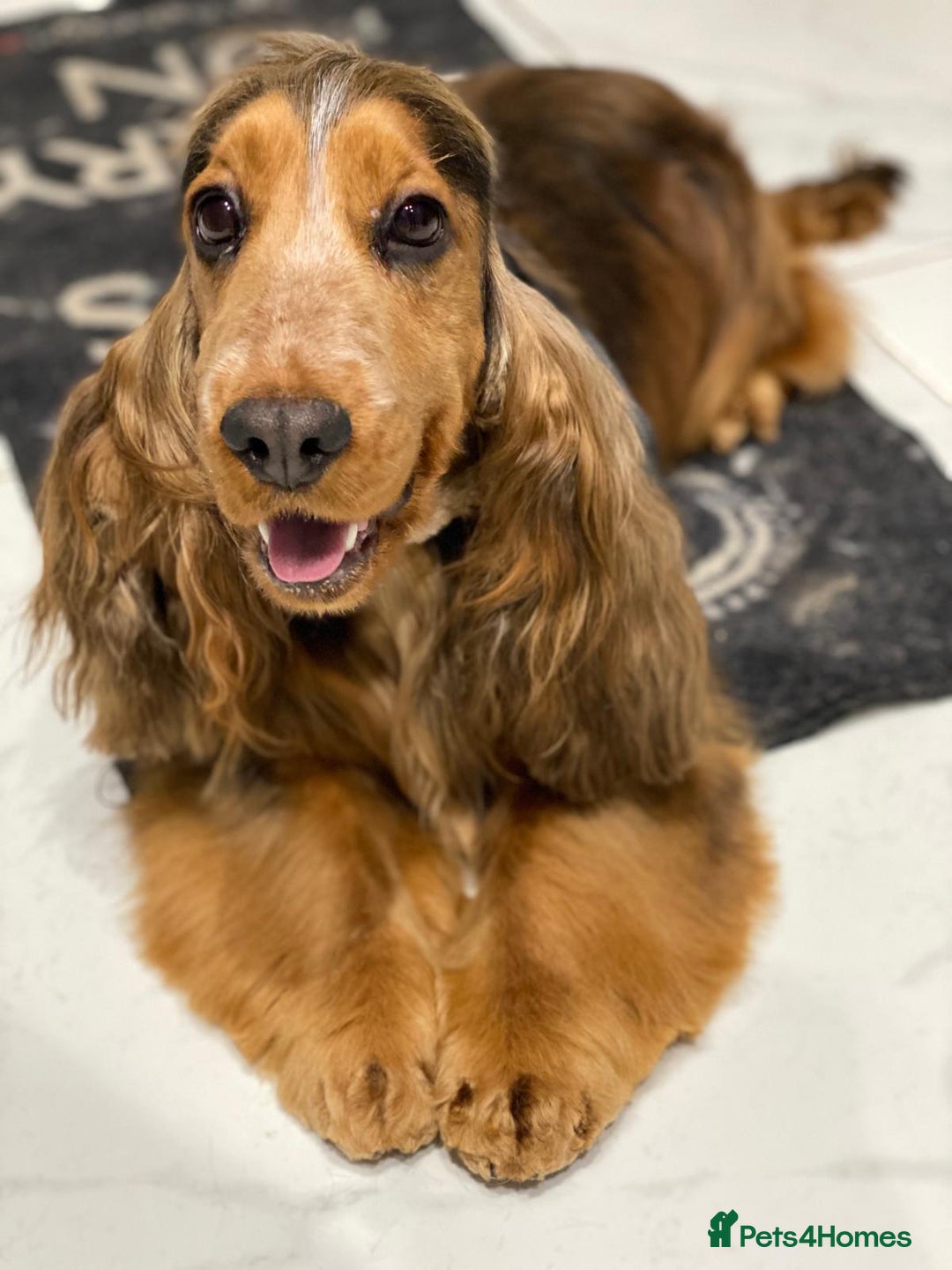 Cocker Spaniel dogs for sale: Stop scrolling - these pups are worth it - Image 8