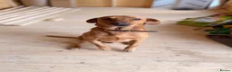 Mixed Breed dogs for sale: Rhodesian Ridgeback x Fox Red Labrador  - Advert 9