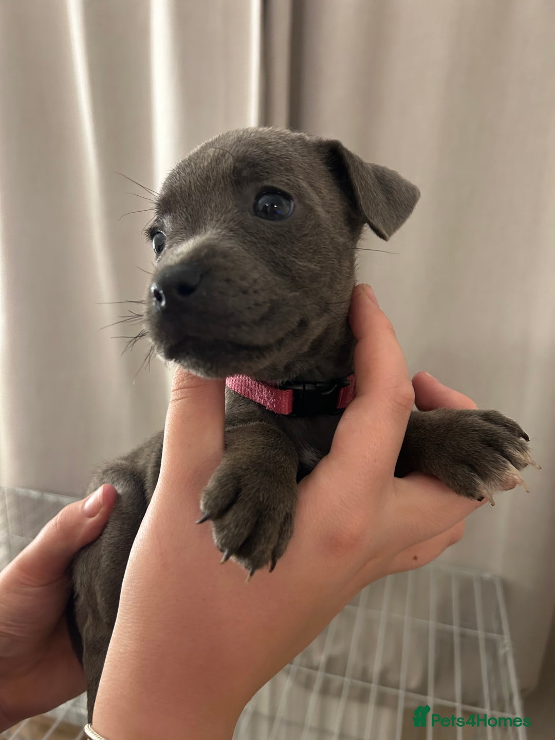 Staffordshire Bull Terrier dogs for sale: Stunning pure blue staffies - Image 25
