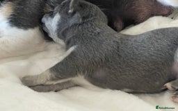 Chihuahua dogs for sale: Purebred chihuahua puppies - Image 2