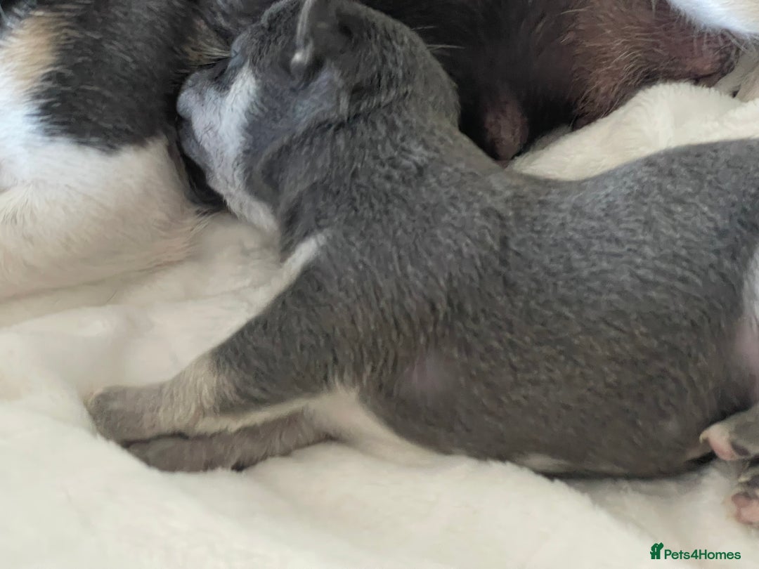 Chihuahua dogs for sale: Purebred chihuahua puppies - Image 2