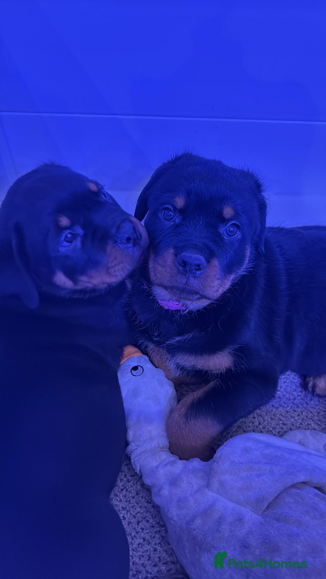 Rottweiler dogs for sale: ROTTWEILER PUPPIES- READY NOW - ONLY ONE LEFT!! - Advert 13