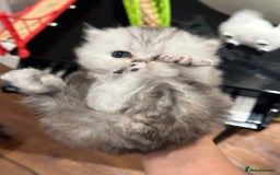 Persian cats for sale: Chinchilla kittens  - Image 13