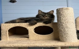 Maine Coon cats for sale: 3 Stunning Maine Coon Boys Ready To Go Now!!! - Image 16