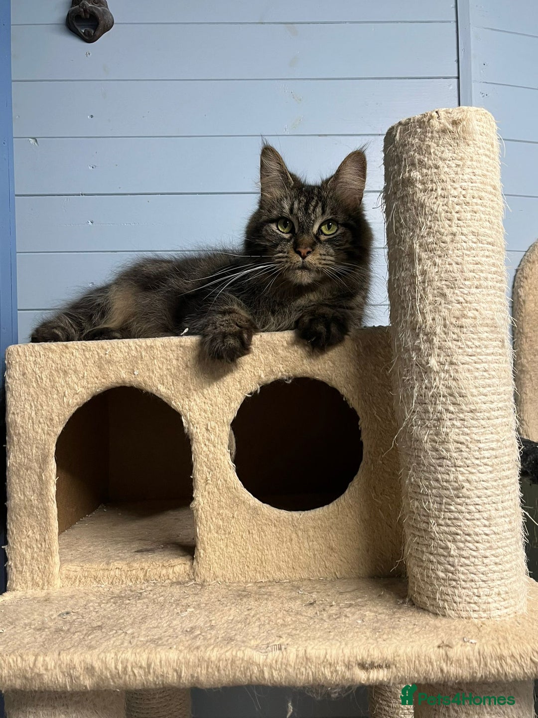 Maine Coon cats for sale: 3 Stunning Maine Coon Boys Ready To Go Now!!! - Image 16