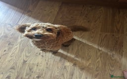 Cavapoo dogs for stud: F1b Cavapoo for stud - Image 3