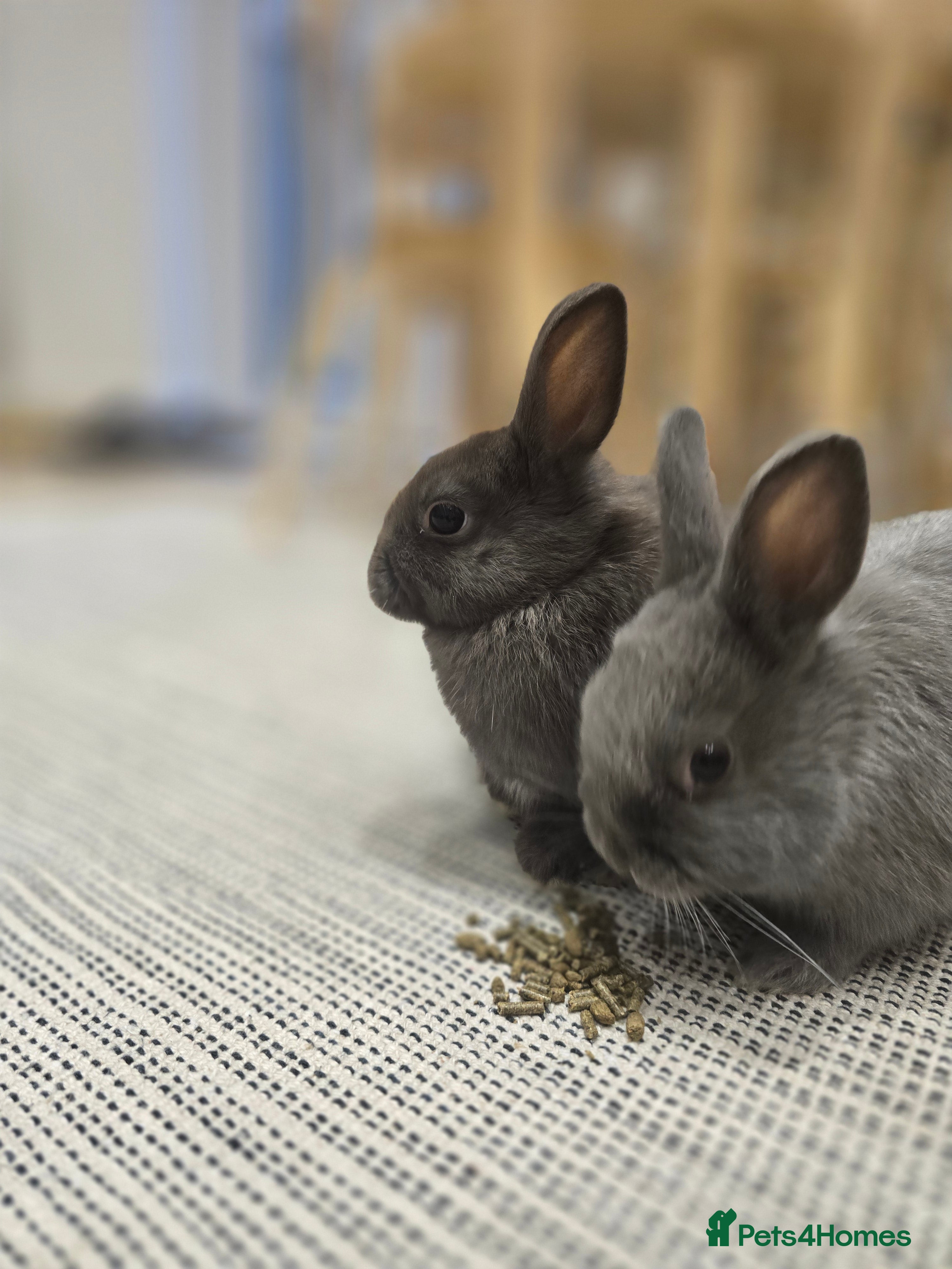 Netherland Dwarf rabbits Adorable Netherland Dwarf Bunnies - Advert 1