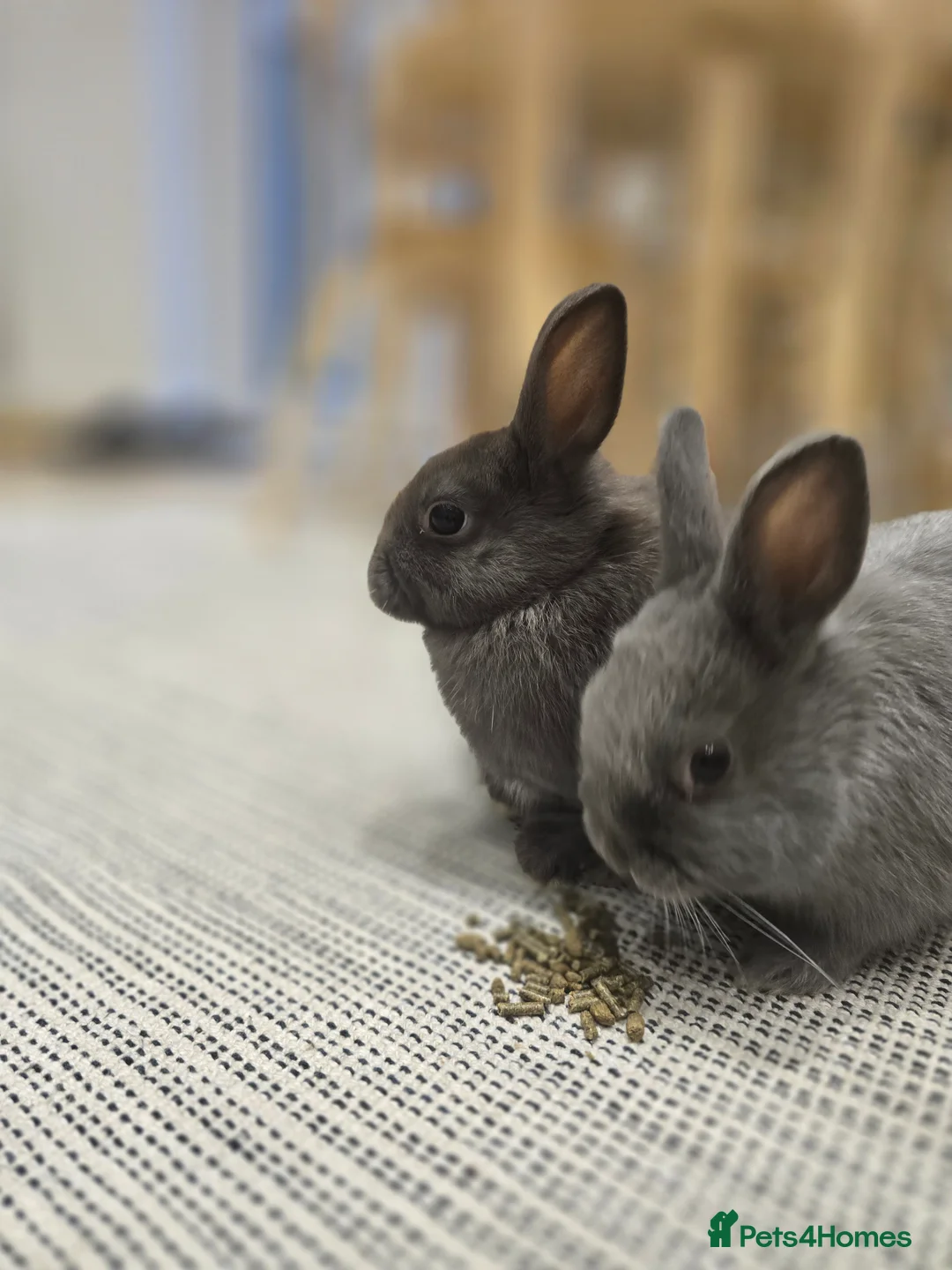 Netherland Dwarf rabbits for sale: Adorable Netherland Dwarf Bunnies - Advert 1