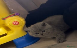British Shorthair cats for sale: Beautiful British short hair kittens  - Image 4