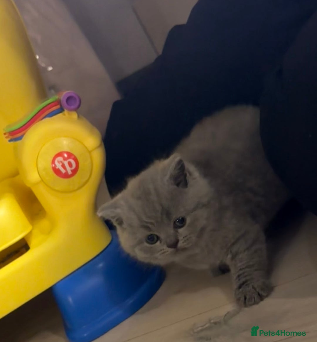 British Shorthair cats for sale: Beautiful British short hair kittens  - Image 4