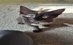 British Shorthair cats for sale: 4 beautiful kittens  - Image 1