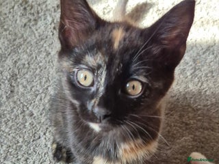 British Shorthair cats - Advert 25