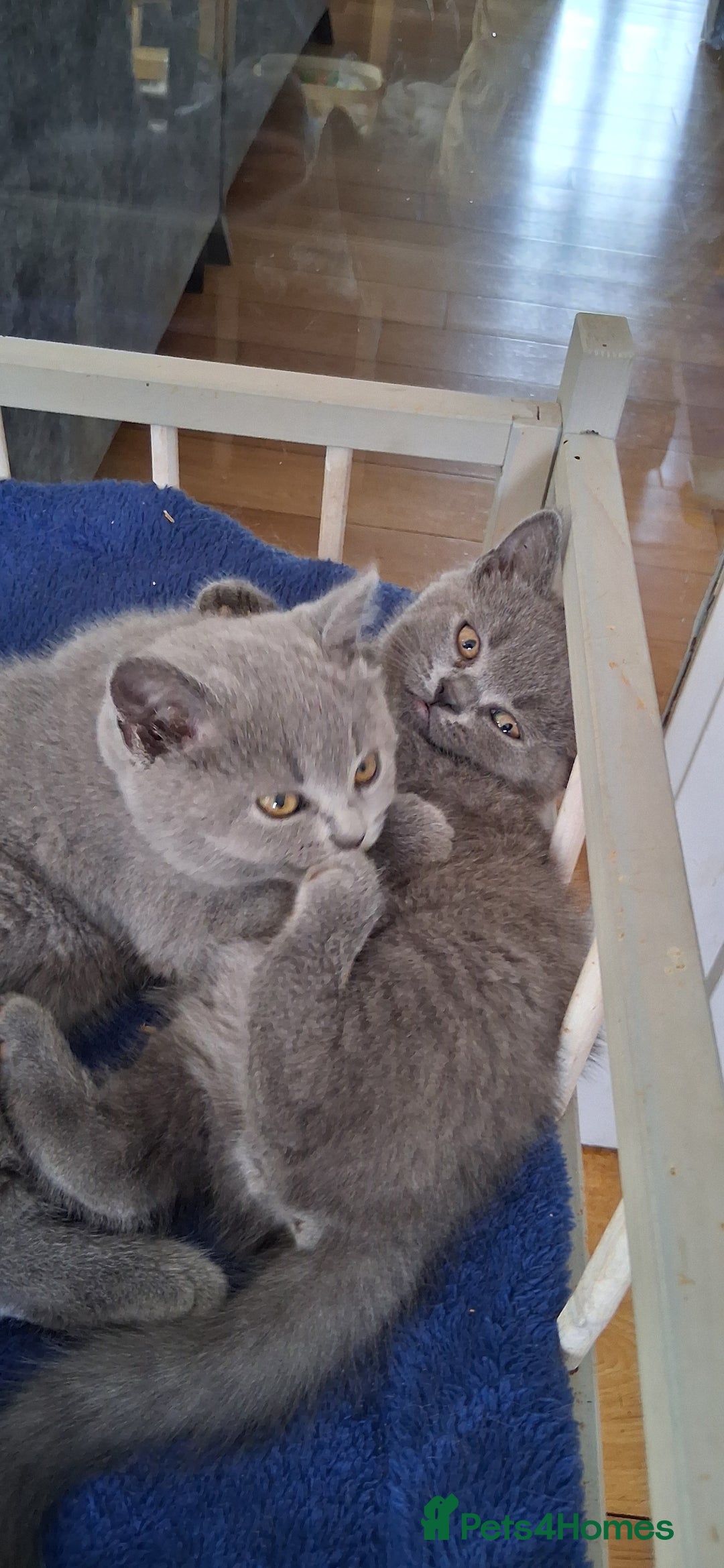 British Shorthair cats for sale: Beautiful British shorthair litter - Image 12