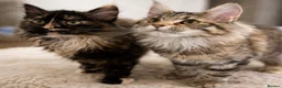 Maine Coon cats for sale: 🤩Sweet Lion Brown Torbie & White Tabby Maine Coon - Advert 5