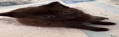 British Shorthair 1