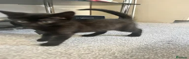 Mixed Breed Kitten 2