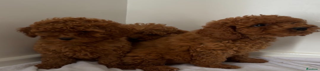 Cavapoo Puppy 4
