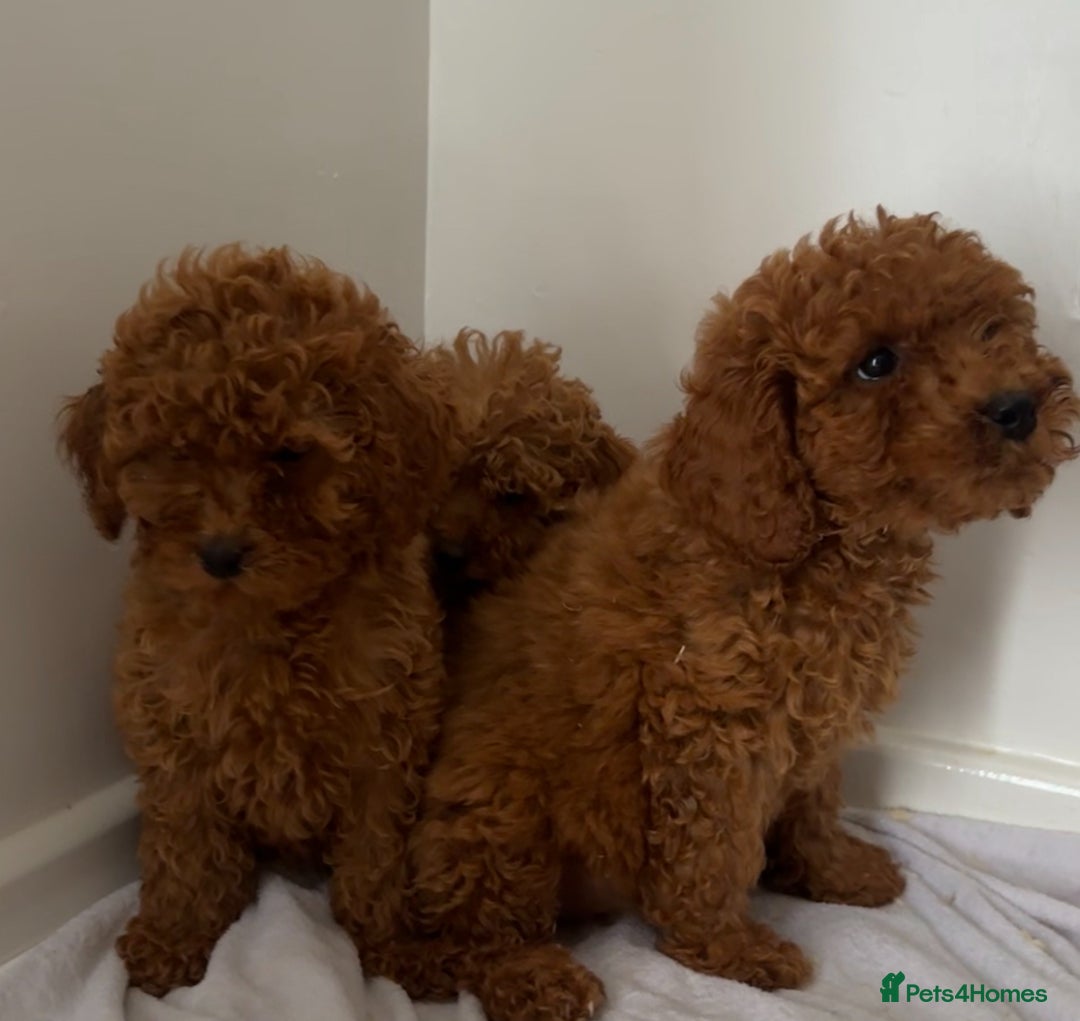 Cavapoo dogs for sale: F1 cavapoo  reddy now  - Image 8