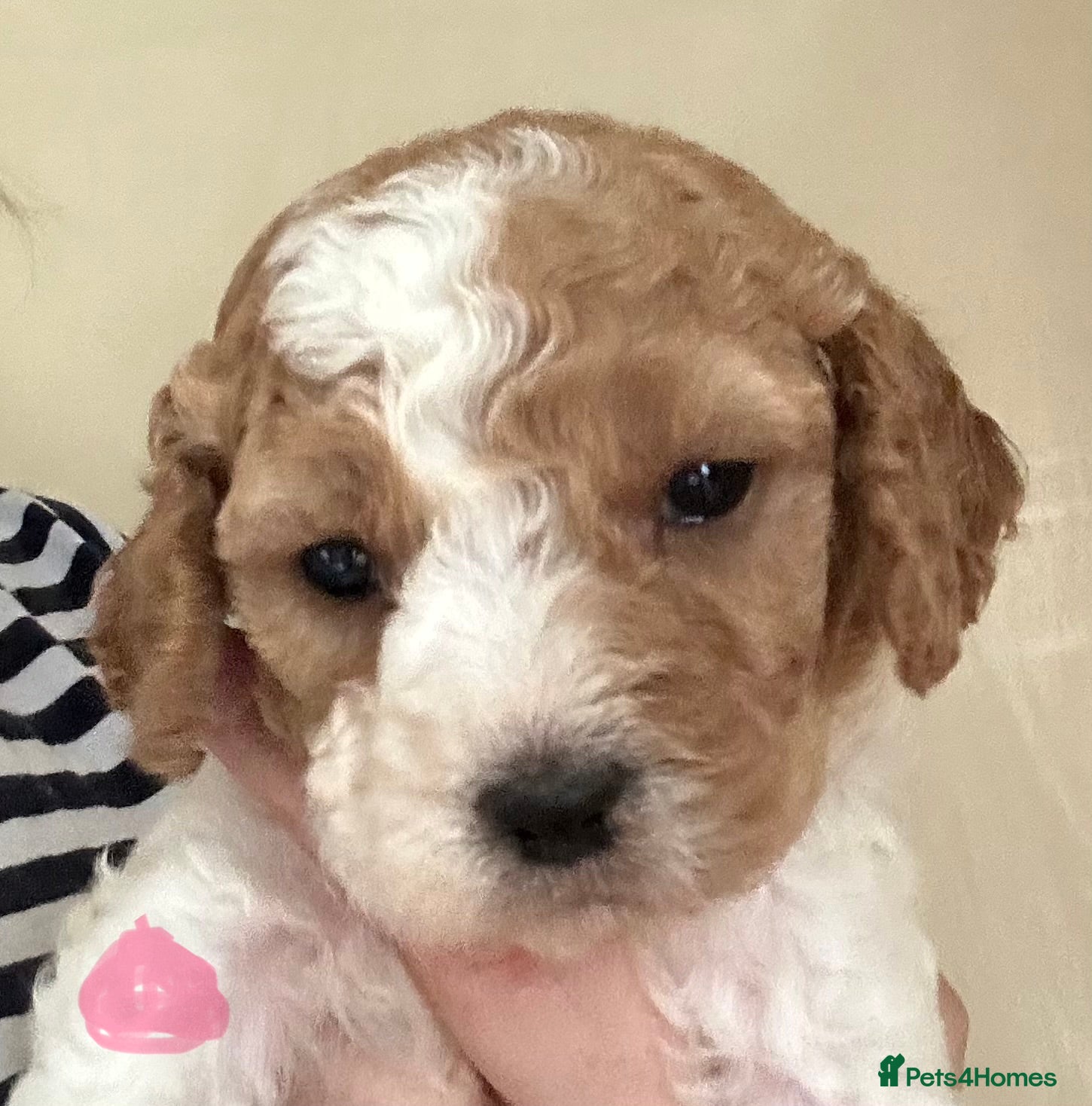 Cavapoochon dogs Beautiful Spring Cavapoochon Cockapoo Puppies  - Advert 1