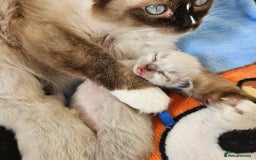 Ragdoll cats for sale: 5 Tica Boys Chocolate Point, Black Solid Mit,Blue  - Image 17