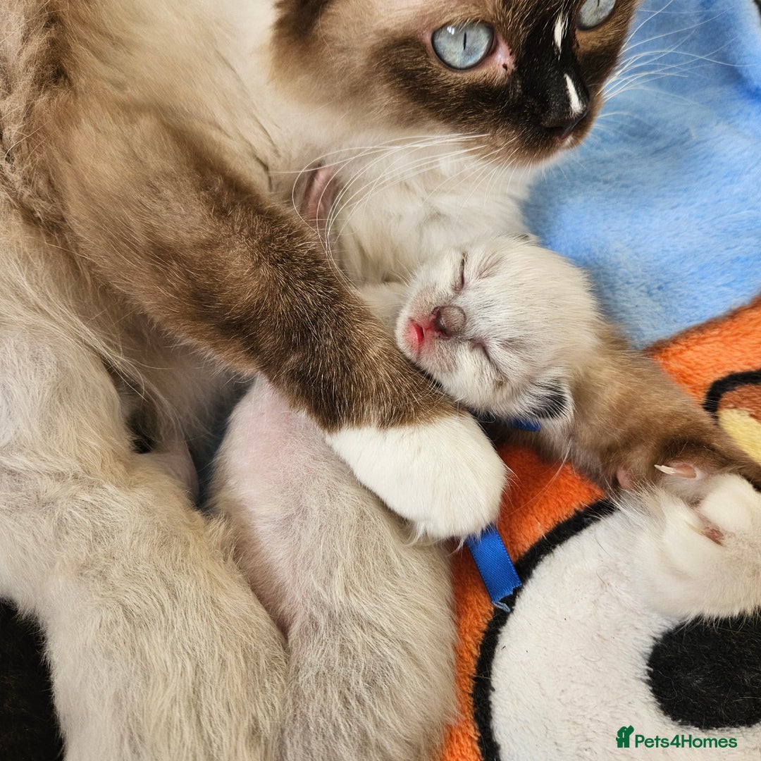 Ragdoll cats for sale: 5 Tica Boys Chocolate Point, Black Solid Mit,Blue  - Image 17