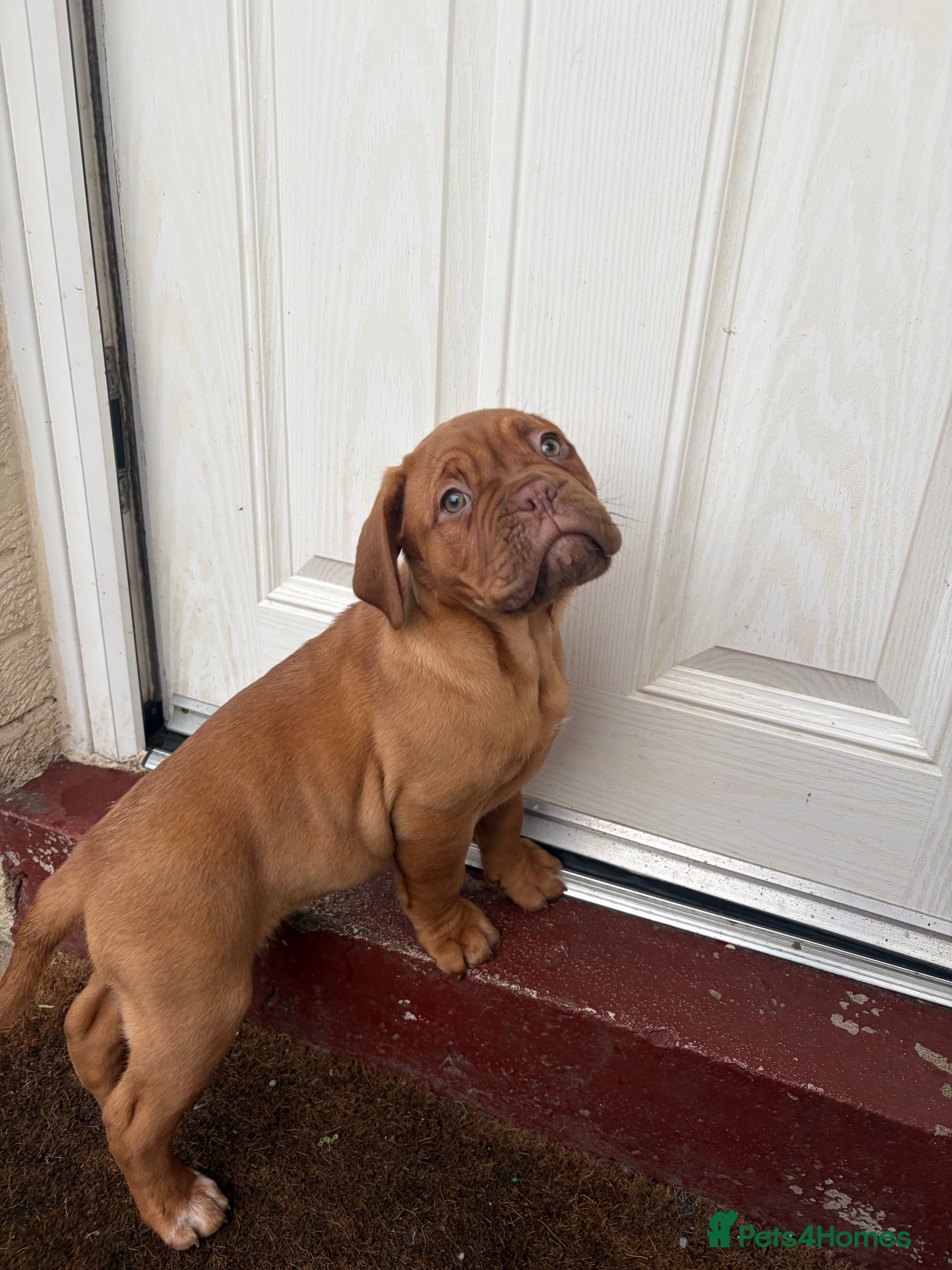 Dogue De Bordeaux dogs READY NOW 1 BITCH left !!dogue de Bordeaux  - Advert 4