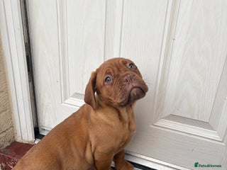 Dogue De Bordeaux dogs READY NOW 1 BITCH left !!dogue de Bordeaux - Advert 4