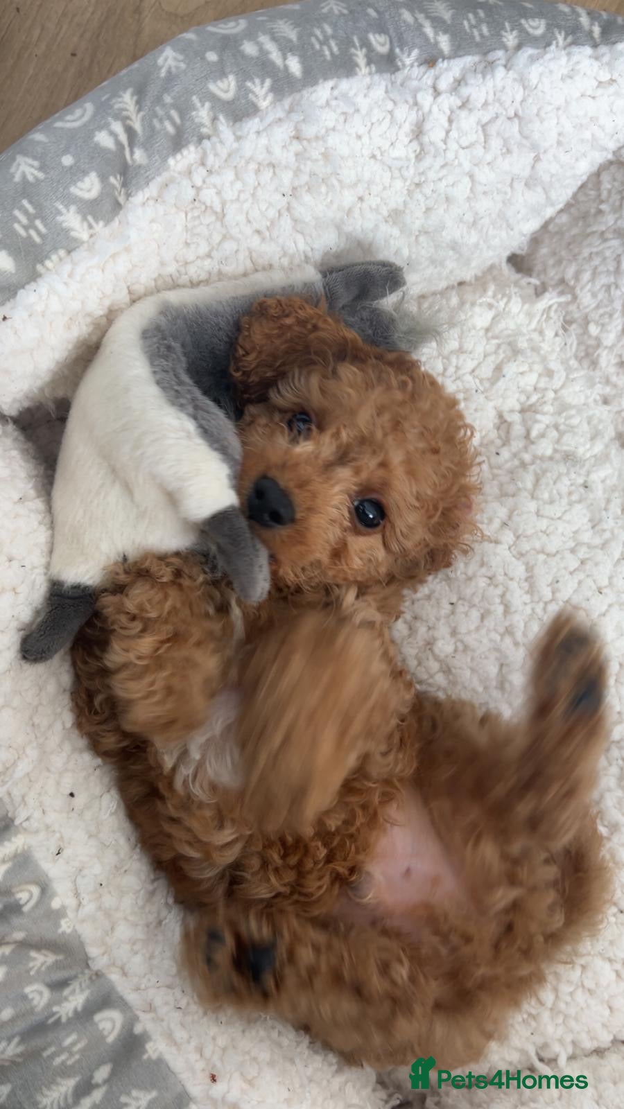 Cavapoo dogs Handsome F1 Cavapoo🐾💞 - Advert 18