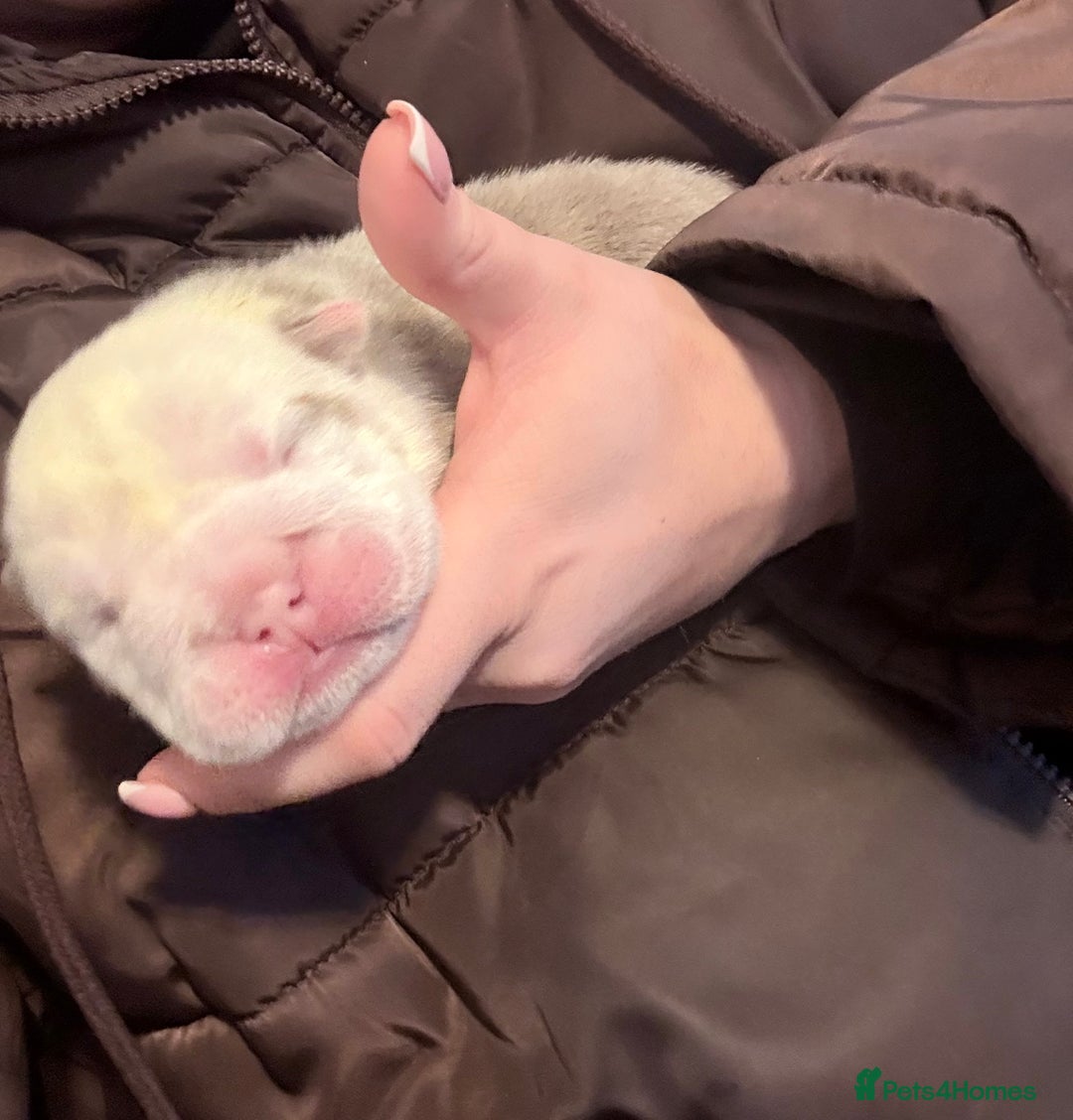 English Bulldog dogs for sale: 4 beautiful strong puppies - Advert 22