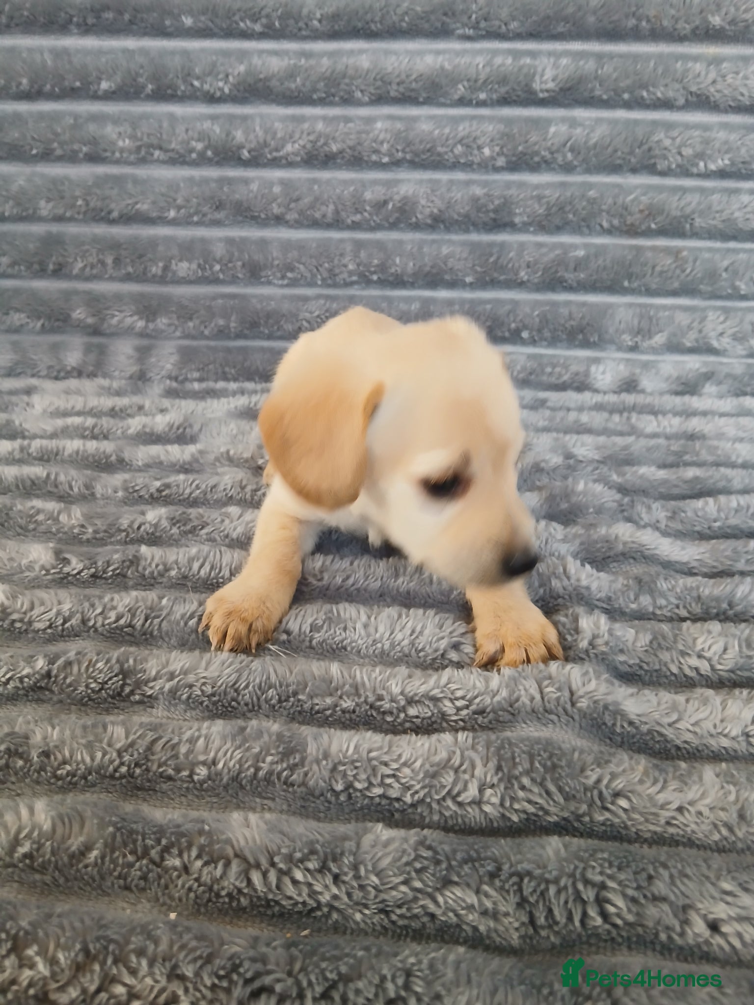 Mixed Breed dogs for sale: 8 dachshund x jack Russel puppies  in Henfield - Advert 4