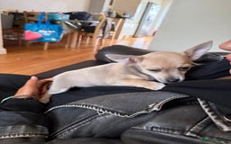 Chihuahua dogs for sale: Female Chihuahua  - Image 8