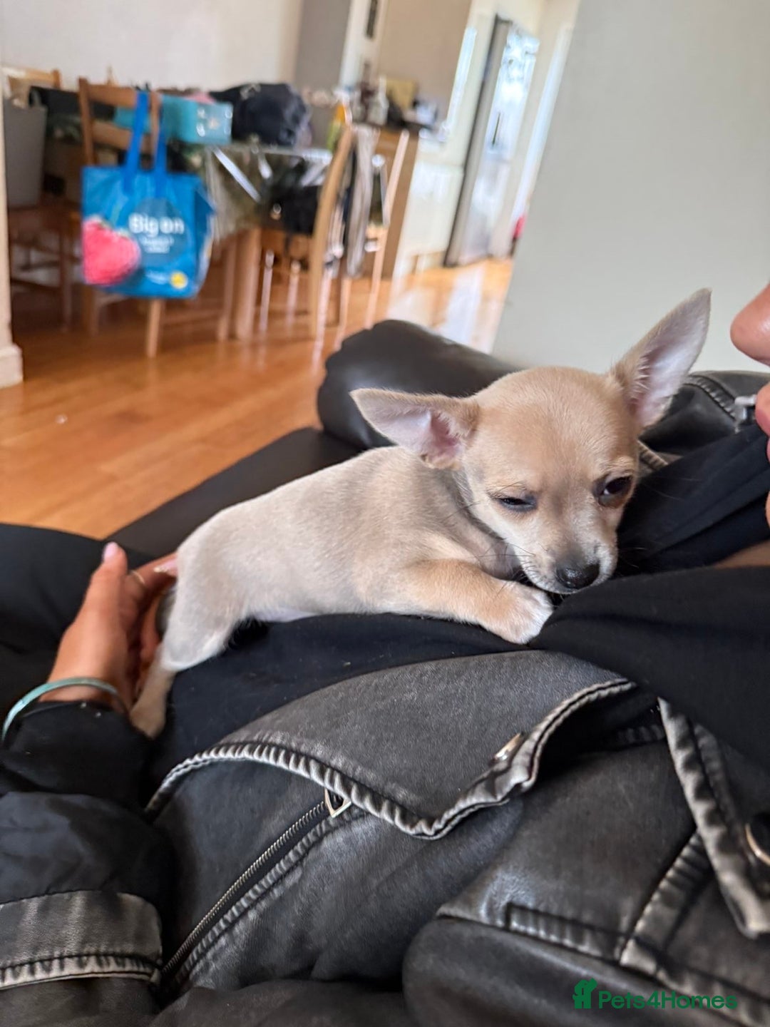 Chihuahua dogs for sale: Female Chihuahua  - Image 8
