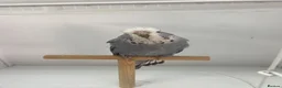 Budgerigars birds for sale: Baby Budgies - Advert 6