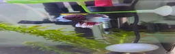 Bettas fish for sale: Betta fish bubbles in London - Advert 1