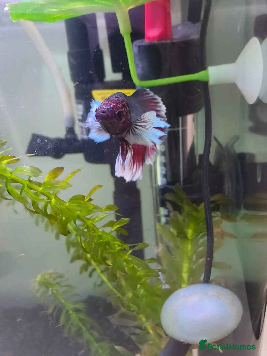 Bettas fish for sale: Betta fish bubbles in London - Advert 1